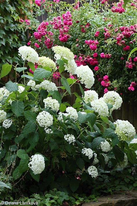 Hydrangea arborescens hortenzie stromkovitá Pladias Databáze české