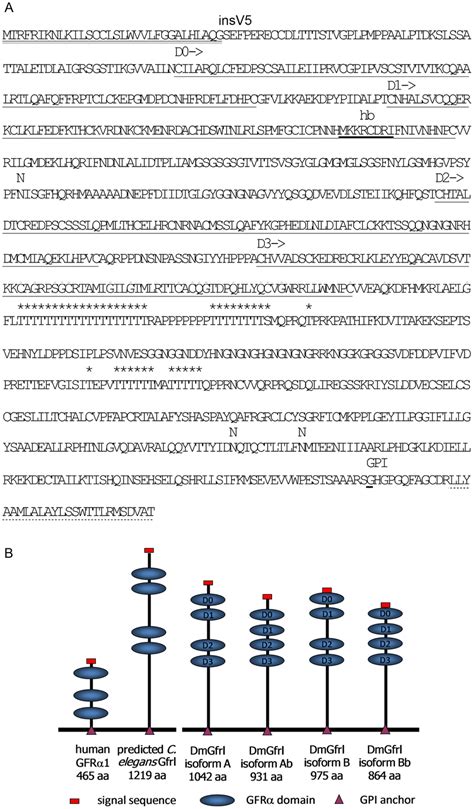 Amino Acid Sequence Of Dmgfrla And Schematic Structures Of The