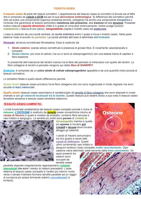 Tessuto Osseo Riassunto Citologia Ed Istologia Tessuto Osseo Il