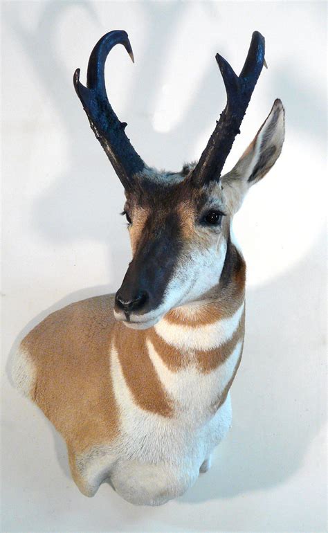 Taxidermy Antelope Adventures