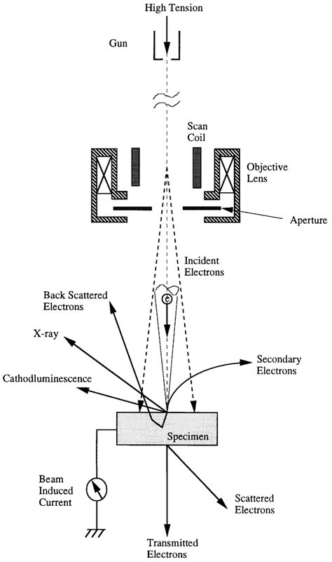 Schematic Diagram Of An Sem Download Scientific Diagram