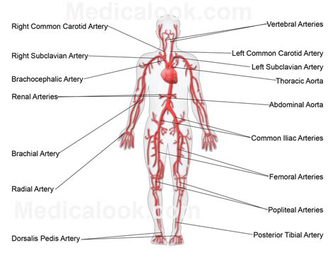 Principle Arteries - human anatomy organs