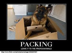 Packing: Leave it to the professionals Dogs And Puppies, Pet Dogs, Dog Cat, Doggies, Funny Dog ...