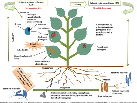 Figure 1 From Emerging Microbial Biocontrol Strategies For Plant