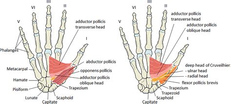 Adductor Pollicis Action