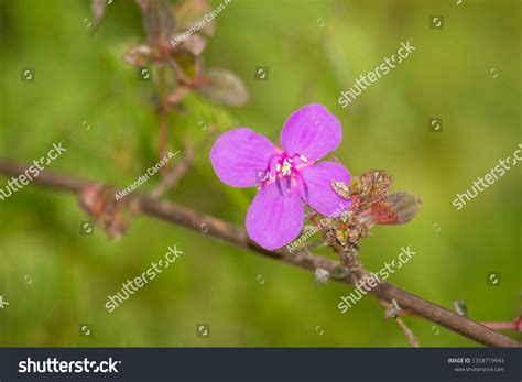 1 Lepidote Tibouchina Images Stock Photos Vectors Shutterstock