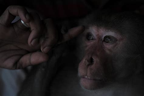 Macaque In Bangladesh Image Eurekalert Science News Releases