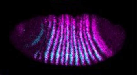Learning a conserved mechanism for early neuroectoderm morphogenesis ... 