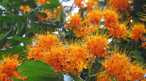 hoa vo uu la gi  nghia cua hoa vo uu trong phat giao