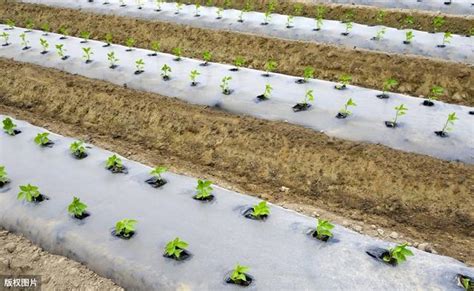 新疆棉花地膜覆蓋栽培技術的引進與推廣，增加棉花產量，值得收藏 每日頭條