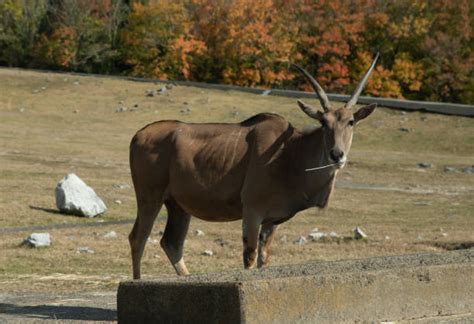 970 Big Eland Antelope Stock Photos Pictures And Royalty Free Images