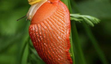 How Do Snails Reproduce Research Reveals Slimy Facts