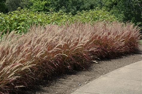 purple fountain grass calloways nursery