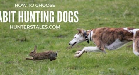 Best Dogs For Hunting Rabbits