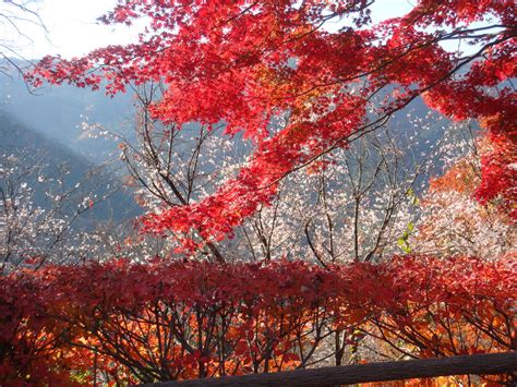 城峯公園の冬桜の写真一覧 じゃらんnet