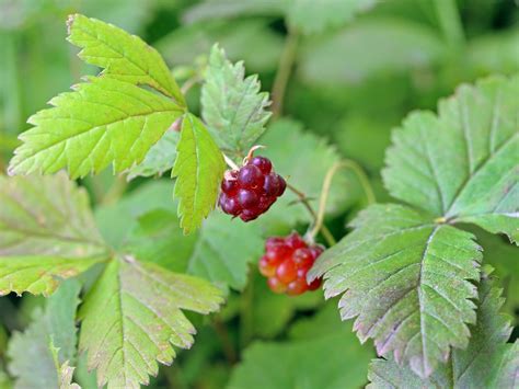 Arctic Raspberry Plant Care How To Grow Groundcover Raspberry Plants