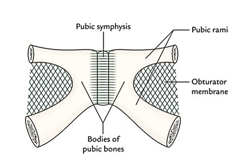 Easy Notes On 【Pelvic Walls】Learn in Just 4 Minutes!