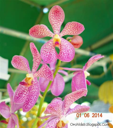 Orchids Flowers Pictures Bulbophyllum Vanda Cattleya Cymbidium Phalaenopsis Dendrobium Culture ...