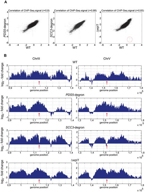 Genome Wide Distribution Of Cohesin In The Strains Depleted Of Scc3