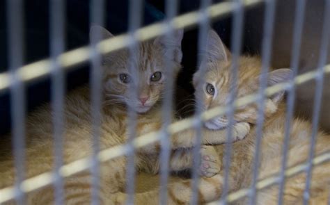 Cats and kittens waiting to be adopted at the Colbert County Animal ...