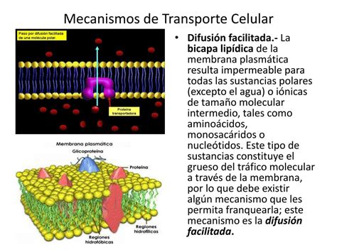 PPT Mecanismos De Transporte Celular PowerPoint Presentation Free