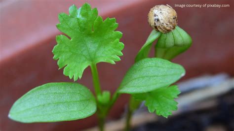 How to Plant Coriander Seeds: A Simple Guide