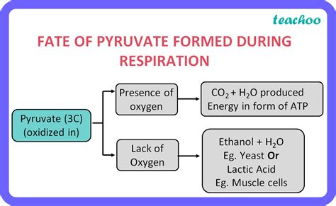 Respiration In Biology Life Process Class 10 Notes Teachoo