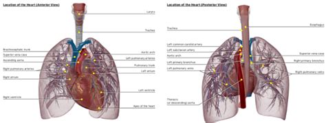 Diagram of Part I: Location of the Heart - Cardiac Anatomy and ...