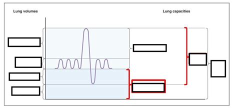 lung volumes chart Diagram | Quizlet