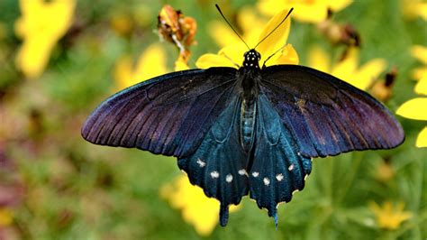 Butterflies Of North Texas Save Tarrant Water