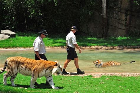 Tiger Island (Dreamworld) - Alchetron, the free social encyclopedia