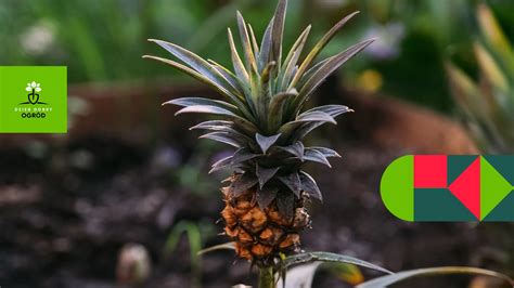 Jak Ro Nie Ananas Wyhoduj Egzotyczne Owoce Bez Przeprowadzki Do