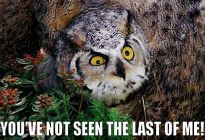 Owl Memes - Gallery | eBaum's World