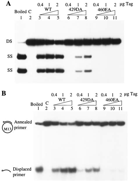 Role Of Single Stranded Dna Binding Activity Of T Antigen In Simian