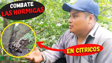 Como COMBATIR A Las HORMIGAS De Mi LIMONERO Elimina Las Hormigas De La