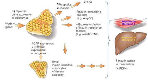 The Effects Of Ppar Agonist In Muscle Liver And Adipose Tissue