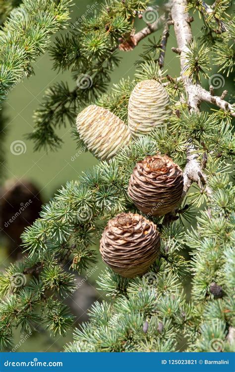 Arbre De C Dre De L Himalaya Ou De C Dre Deodar Avec Les C Nes Femelles