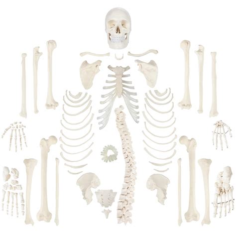 Axis Scientific Life Size Disarticulated Human Skeleton Model 3 Part