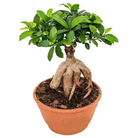 Ficus Ginseng Paradise Garden