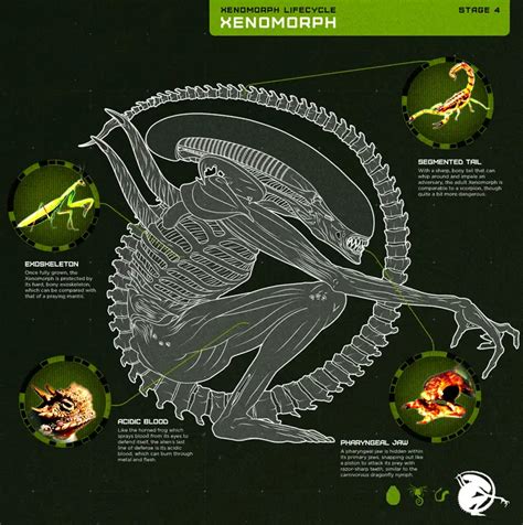 Alien Xenomorph Life Cycle