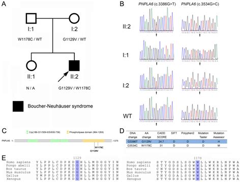 A Novel PNPLA6 Compound Heterozygous Mutation Identified In A Chinese