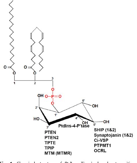 Pdf Biochemistry And Structure Of Phosphoinositide Phosphatases Semantic Scholar