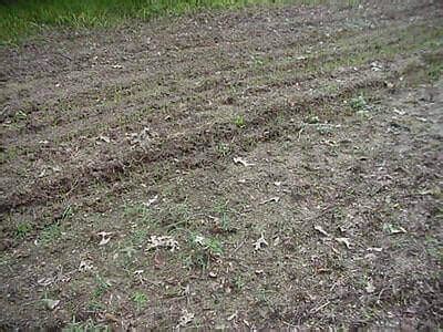 Best Deer Food Plot Seeds