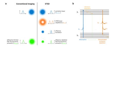 STED microscopy | BioRender Science Templates