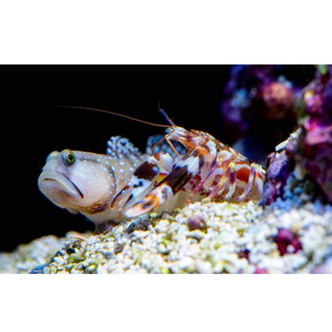 Pistol shrimp + goby pair - Just Marine Aquatics Ltd