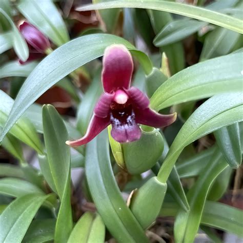 Maxillaria variabilis var Dark Red Großräschener Orchideen