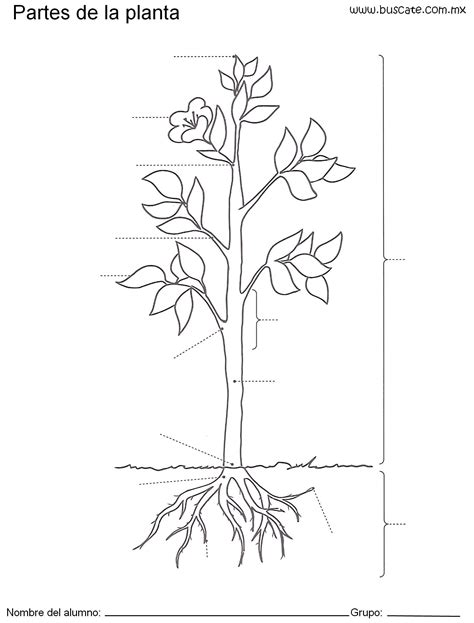 Partes De Una Planta Para Colorear Web Del Maestro Porn Sex Picture