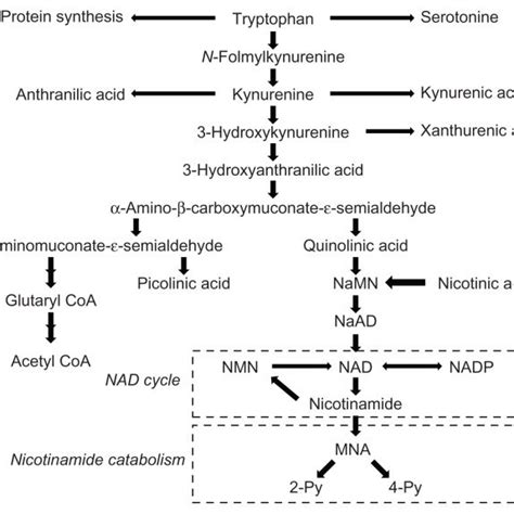 The Tryptophan Nicotinamide Pathway Notes The Pathway Consists Of The