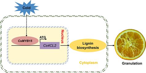 Frontiers Csmyb Positively Regulates Cs Cl Mediated Lignin