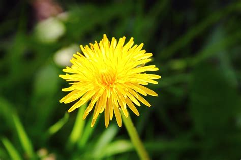 L Wenzahn Gem Se G Nsedistel Blume Kostenloses Foto Auf Pixabay